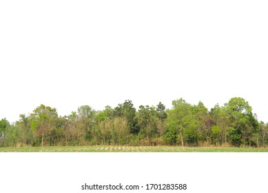 Treeline isolated on a white background