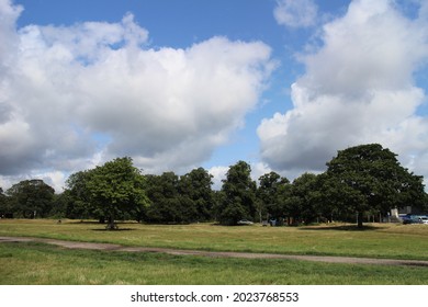 Treeline In Park, Grass And Cloudy Sky