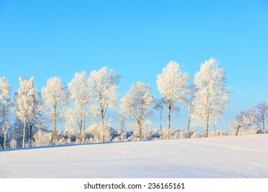 Treeline In Winter Landscape With Snow