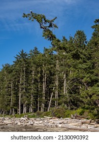 Treelined Beach Along The Pacific Northwest Coast Within Olympic National Park.