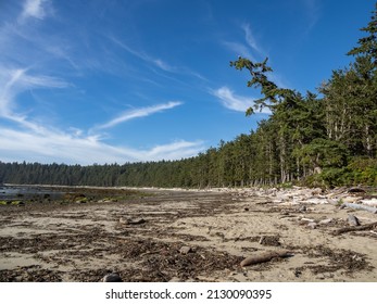 Treelined Beach Along The Pacific Northwest Coast Within Olympic National Park.