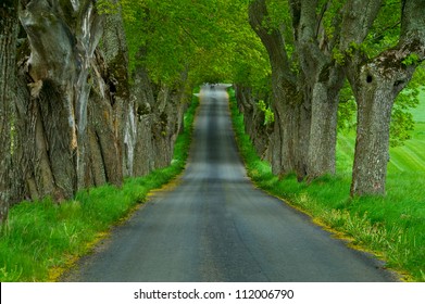 Treelined country road