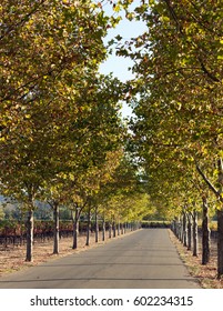 Tree-lined Drive Into Alexander Valley Vineyard Full Of Fall Colors.