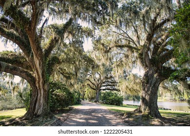 Tree-Lined Path Through Jungle Gardens At Avery Island Louisiana In Iberia Parish