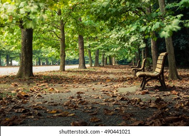 976 Oak lined street Images, Stock Photos & Vectors | Shutterstock