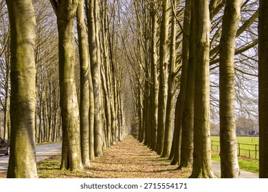 Treelined walking path between the trees