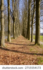 Treelined walking path between the trees