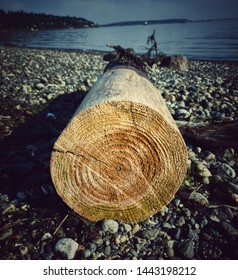 Treelog At Discovery Park, Seattle