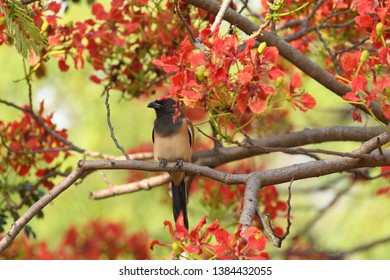 The Treepie Was So Camouflaged That I Had To Look Twice Before Finding It There