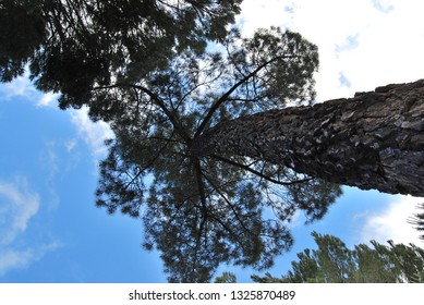 up the trees