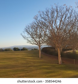 Trees. 