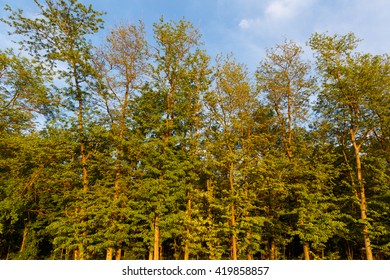 trees