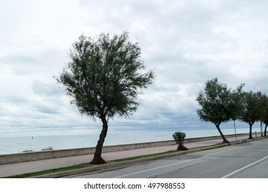 trees
