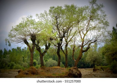 The trees
