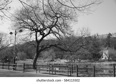 Trees