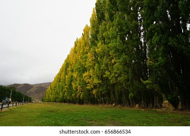 Trees