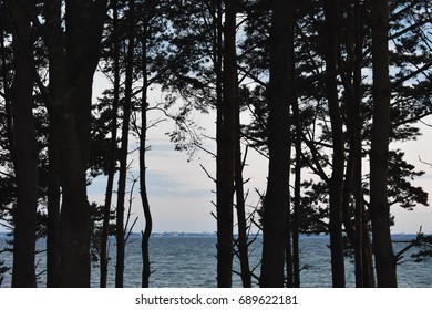 Trees