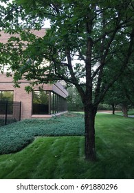 trees