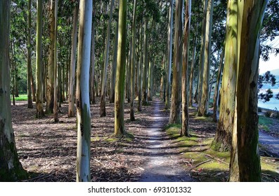 Trees
