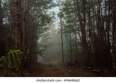 Trees