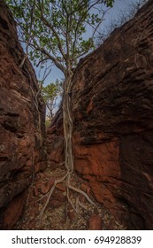 trees