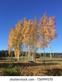 Trees