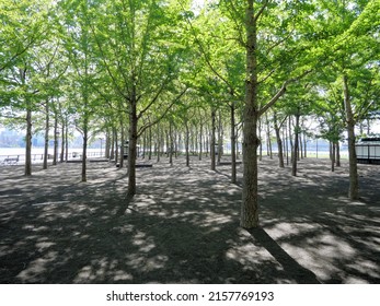 Trees In 911 Memorial On The Hoboken Waterfront Pier New Jersey