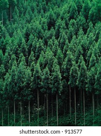 Trees above Grass
