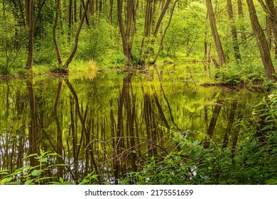 The Trees Are Above The Oxbow Lake.