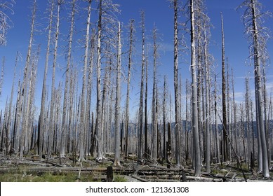 Trees after forest fire on Mt.Hood, Oregon