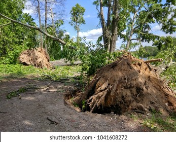 trees after the hurricane in the Park