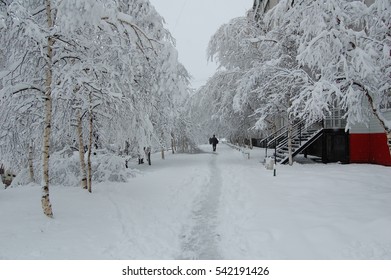 Trees after snowfall.