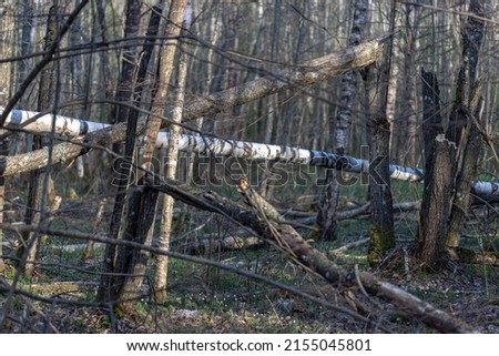  trees after wind storm strike. Forest blowdown. Windfall in spring. Fresh live trees fallen and broken by wind