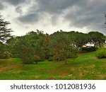 trees against a background of thunderclouds