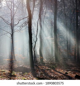 trees against beautiful misty winter sunlight in dutch forest near utrecht in the netherlands - Powered by Shutterstock