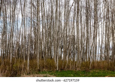 trees against blue sky with branches wide spread. spring motives