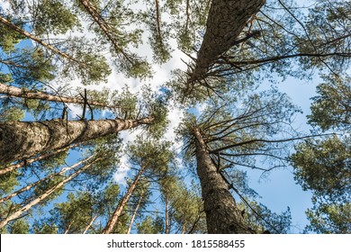 Trees against the blue sky, view from below. Tall pine trees in a green forest. Background texture: tops of conifers, three eye-catching trees