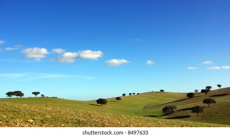 Trees In Alentejo Region, Portugal.