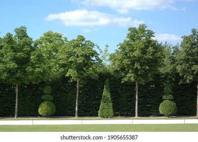 Trees Alignement In A Jardin à La Française André Le Nôtre Style