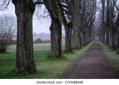 Trees In Alleyway Foggy Day