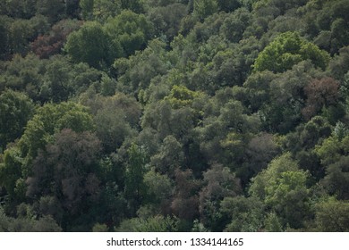 Trees In Almaden Quicksilver County Park