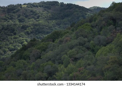 Trees In Almaden Quicksilver County Park