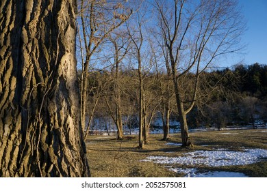 Trees Along The Chemung River
