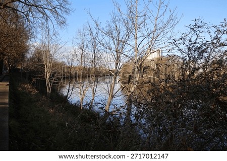 Trees along a rive bed