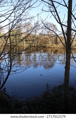 Trees along a rive bed