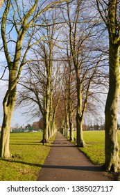 Trees Along The Walkway In Victoria Park, Leicester