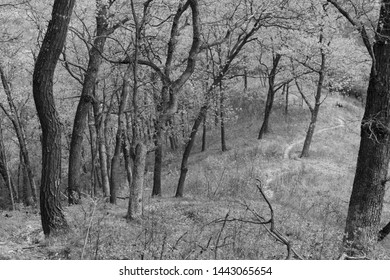 Trees Along Winding Path Atop A Hill In Dane County, Wisconsin In Black And White