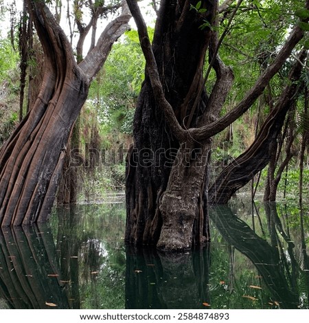 Trees from the Amazon rainforest found during the flooding period located in the Alter do Chão region, Pará, Brazil.