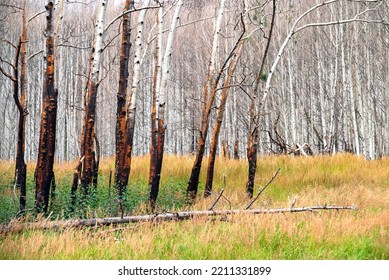 Trees In Arapaho National Forest, Colorado