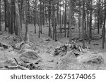 trees around the base of Devil